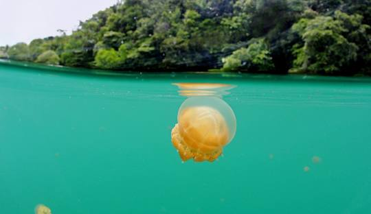 Moon Jellyfish pulau derawan