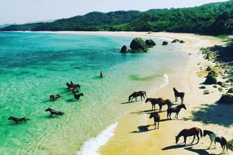 Pantai Nihiwatu Sumba NTT Surga bagi Peselancar